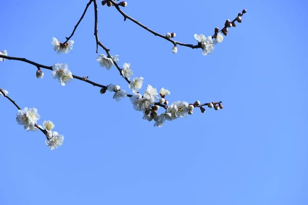 White Japanese Apricot Blossoms Full Bloom Every Year January March — Stock Photo, Image