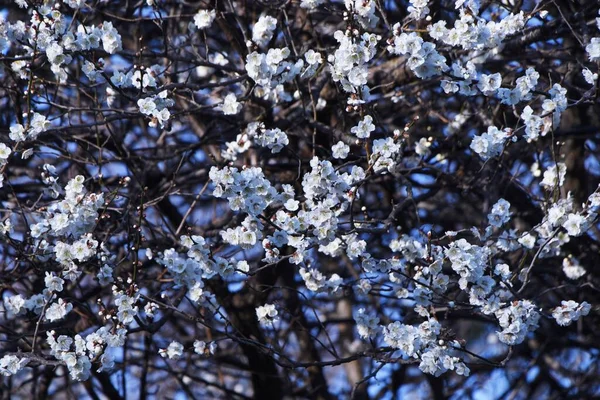 Λευκά Ιαπωνικά Άνθη Βερίκοκου Πλήρη Άνθιση Κάθε Χρόνο Από Τον — Φωτογραφία Αρχείου