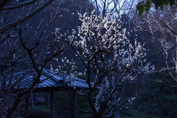白色的日本杏花盛开 从每年1月到3月 美丽的花朵盛开 好像预示着春天的到来 在日本各地都会举行 尤美节 — 图库照片