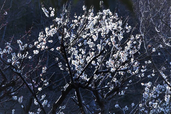 Abricot Japonais Blanc Fleurit Pleine Floraison Chaque Année Janvier Mars — Photo