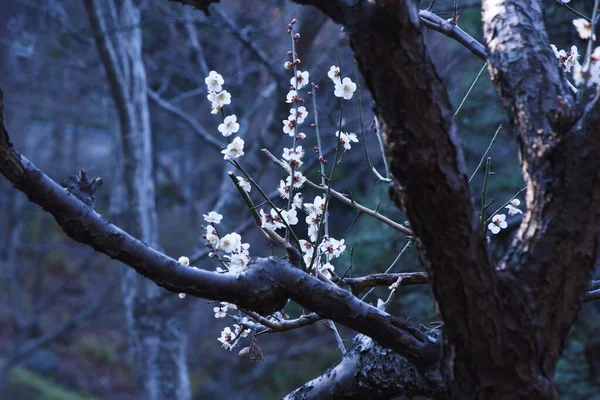 Λευκά Ιαπωνικά Άνθη Βερίκοκου Πλήρη Άνθιση Κάθε Χρόνο Από Τον — Φωτογραφία Αρχείου