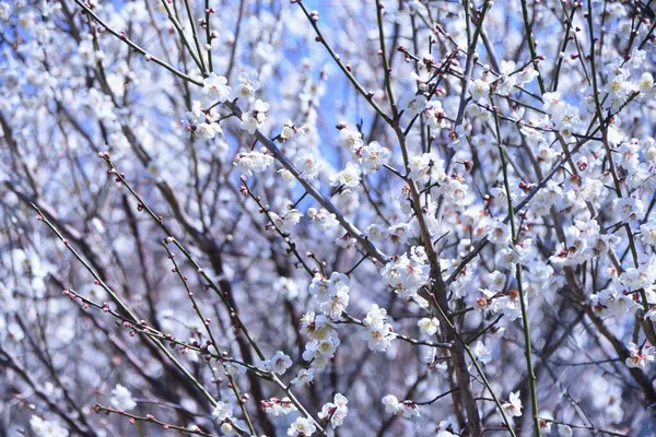 Abricot Japonais Blanc Fleurit Pleine Floraison Chaque Année Janvier Mars — Photo