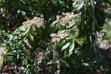 Japon andromeda (Pieris Japonica) çiçekleri. Ericaceae her zaman yeşil çalı ve zehirli bitkiler. Mart 'tan Mayıs' a kadar birçok beyaz saksı şeklinde çiçek açar..
