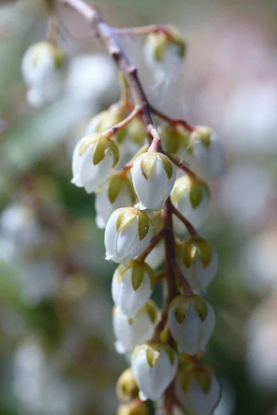 日本仙人掌 Pieris Japonica 菊科常绿灌木和有毒植物 3月至5月间 许多白色的盆形花朵盛开 — 图库照片