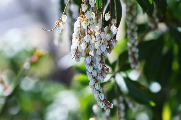 日本仙人掌 Pieris Japonica 菊科常绿灌木和有毒植物 3月至5月间 许多白色的盆形花朵盛开 — 图库照片