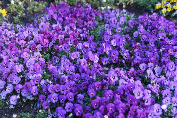 Виола Цветы Виоловые Ежегодные Растения Цветет Октября Май Называется Королева — стоковое фото