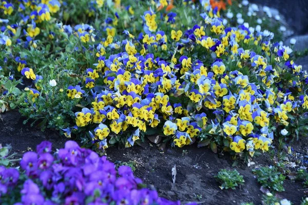 Viola Çiçekleri Yıllık Bitkiler Ekim Den Mayıs Kadar Çiçek Açar — Stok fotoğraf