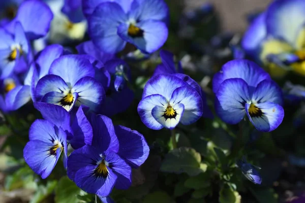 Viola Çiçekleri Yıllık Bitkiler Ekim Den Mayıs Kadar Çiçek Açar — Stok fotoğraf