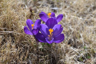Crocus çiçekleri. Iridaceae soğanlı bitkiler. Şubat 'tan Nisan' a kadar açan çiçekler baharın gelişini işaret ediyor..
