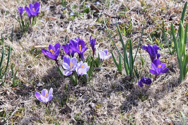 Crocus Flowers Iridaceae Bulbous Plants Flowers Bloom February April Signaling — Stock Photo, Image
