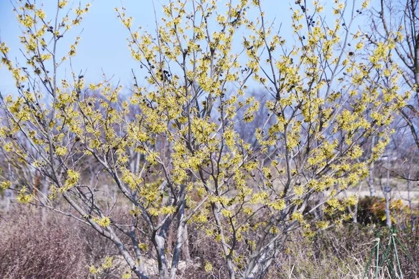 日本の魔女ヘイゼル Hamalis Japponica の花です ハマメリ科の落葉低木 2月3月に 葉の前に黄色い細長い紐状の花を咲かせます — ストック写真