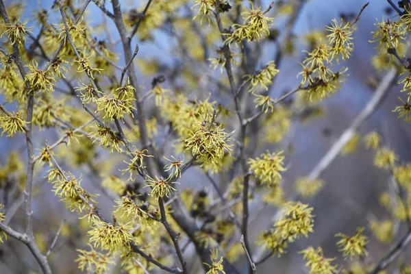Άνθη Ιαπωνικής Φουντουκιάς Hamalis Japponica Φυλλοβόλος Θάμνος Hamamelidaceae Από Φεβρουάριο — Φωτογραφία Αρχείου