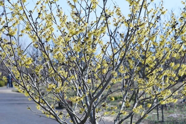 Japanese Witch Hazel Hamalis Japponica Flowers Hamamelidaceae Deciduous Shrub February — Stock Photo, Image