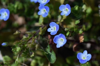 Veronica Persica Flowers. Bitki otları. Şubat 'tan Mayıs' a kadar yol kenarı gibi yerde küçük mavi çiçekler açar..