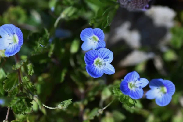 Veronica Persica Flowers Plantaginaceae Weeds Small Blue Flowers Bloom Ground — Stock Photo, Image