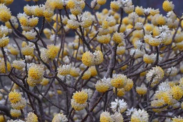 Orientaliska Pappersbuskar Blommor Från Februari Till April Blommar Gula Blommor — Stockfoto