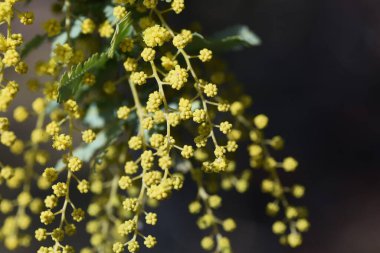 Cootamundra gerdanlığı (Acacia baileyana) çiçek açar. Fabaceae Evergreen ağacı. Avustralya 'nın ulusal çiçeği. Çiçek açma mevsimi Mart ayı civarında ve sarı çiçekler yarışlarda doğar..