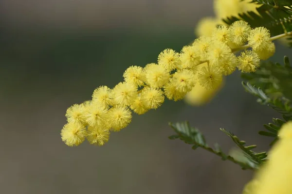 Cootamundra Wattle Acacia Baileyana 花科常绿树 澳大利亚的国花 花期大约在三月左右 黄花盛开在球拍上 — 图库照片