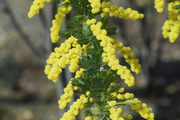 Kwiatostan Cootamundra Acacia Baileyana Fabaceae Wiecznie Zielone Drzewo Krajowy Kwiat — Zdjęcie stockowe