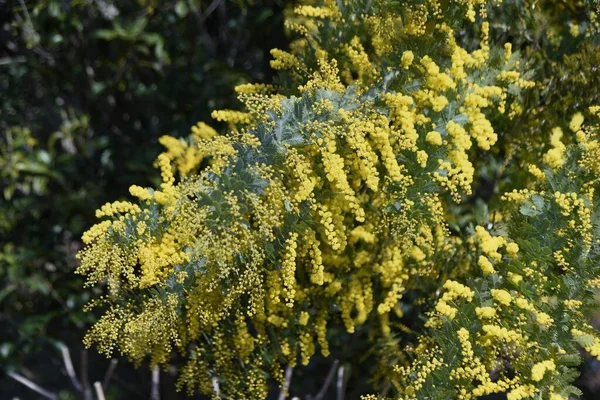 Cootamundra Wattle Acacia Baileyana Flores Fabaceae Árvore Sempre Verde Flor — Fotografia de Stock