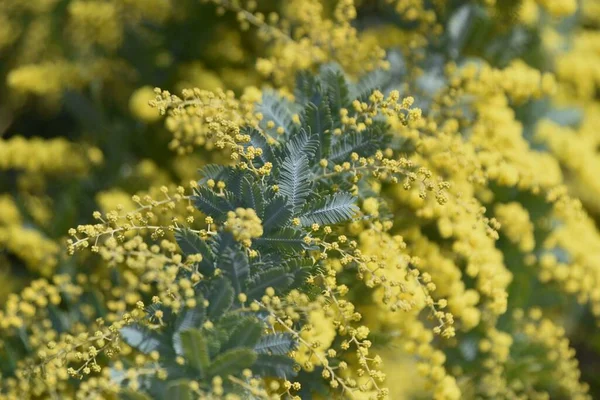 Cootamundra Gerdanlığı Acacia Baileyana Çiçek Açar Fabaceae Evergreen Ağacı Avustralya — Stok fotoğraf