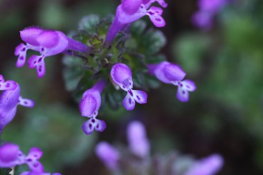 Henbit çiçekleri. Lamiaceae kış bitkileri. Mart 'tan Haziran' a kadar, mor dudak şeklindeki çiçekler üst yapraklara yapışmıştır..