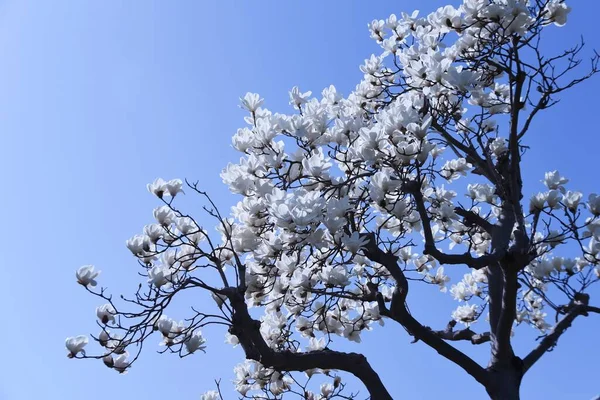 White Magnolia Blossoms March Large White Flowers Bloom Upward Leaves — Stock Photo, Image