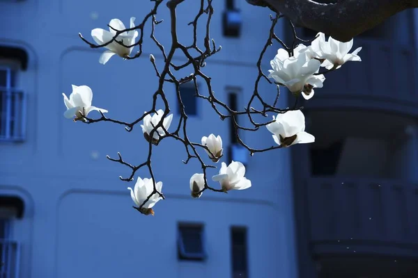 Witte Magnolia Bloeit Rond Maart Grote Witte Bloemen Bloeien Naar — Stockfoto