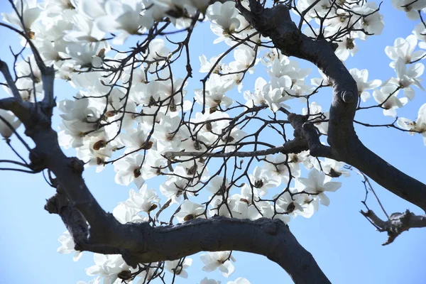 Λευκά Άνθη Μανόλιας Γύρω Στο Μάρτιο Μεγάλα Λευκά Λουλούδια Ανθίζουν — Φωτογραφία Αρχείου