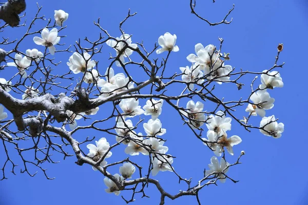 White Magnolia Blossoms March Large White Flowers Bloom Upward Leaves — Stock Photo, Image