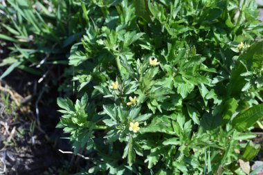 Ranunculus kantoniensis çiçekleri. Ranunculaceae daimi zehirli bitkiler. Sulak alanlarda yetişir ve Mart 'tan Temmuz' a kadar sarı yapraklı çiçekler açar..
