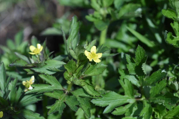 Ranunculus Cantoniensis Kwiaty Wieloletnie Toksyczne Rośliny Ranunculaceae Rośnie Mokradłach Kwitnie — Zdjęcie stockowe