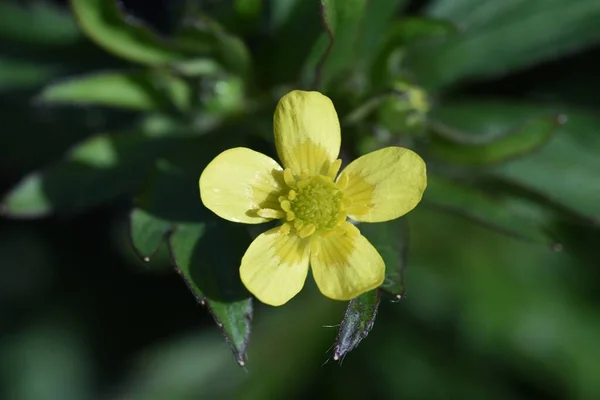 Ranunculus Cantoniensis Virágok Ranunculaceae Évelő Mérgező Növények Növekszik Vizes Virágzik — Stock Fotó