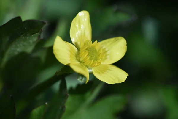 Květy Ranunculus Cantoniensis Ranunkulaceae Trvalé Jedovaté Rostliny Roste Mokřinách Kvete — Stock fotografie