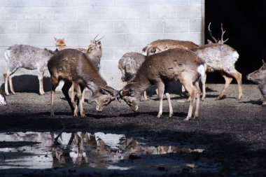 Kashima Jingu Tapınağı, Japonya Tapınağı 'nın turistik merkezi. Kashima Şehri, Ibaraki Bölgesi.