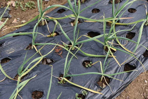 Cultivo Alho Horta Amaryllidaceae Plantas Bulbosas Perenes Escalas São Plantadas — Fotografia de Stock