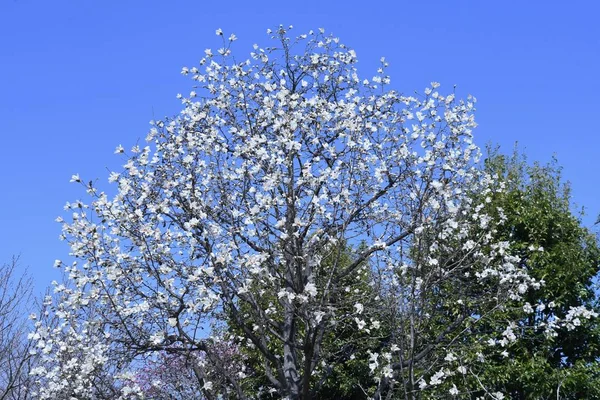 Kobushi Magnolia Fleurit Magnoliaceae Arbre Feuilles Caduques Mars Avril Belles — Photo