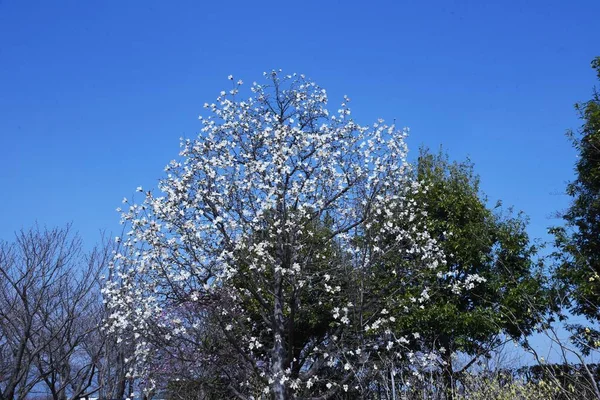 Kobushi Magnólie Kvete Magnoliaceovité Listnaté Stromy Března Dubna Kvetou Před — Stock fotografie