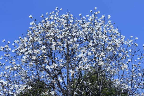 Kobushi Magnólie Kvete Magnoliaceovité Listnaté Stromy Března Dubna Kvetou Před — Stock fotografie