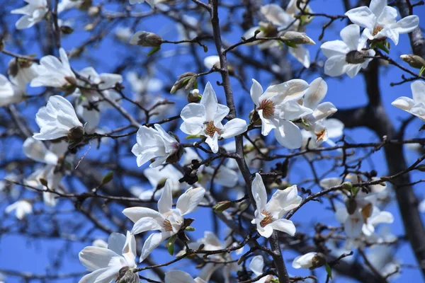 Ανθίζει Κομπούσι Μανόλια Φυλλοβόλο Δέντρο Magnoliaceae Από Τον Μάρτιο Έως — Φωτογραφία Αρχείου