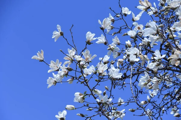 Ανθίζει Κομπούσι Μανόλια Φυλλοβόλο Δέντρο Magnoliaceae Από Τον Μάρτιο Έως — Φωτογραφία Αρχείου