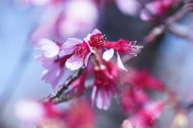 Prunus incamp 'Okame' çiçekleri. Rosaceae yaprak döken ağacı. Birleşik Krallık 'ta yetişen bir çeşitliliktir ve mor renkli beş yapraklı çiçekler Şubat sonundan Nisan başına kadar aşağı doğru açarlar..