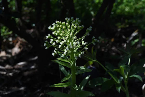 Баттербур Диецидное Многолетнее Растение Семейства Asteraceae Родом Японии Весной Дикие — стоковое фото