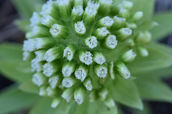 Butterbur Scape Dioecious Perennial Plant Asteraceae Family Native Japan Spring — Stock Photo, Image