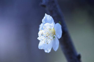 Çiçekli şeftali çiçekleri. Roseceae Yaprak Ağacı. Mart ortasından Nisan ortasına kadar, açık pembe ve beyaz çiçekler bahar bahçesini süslüyor.