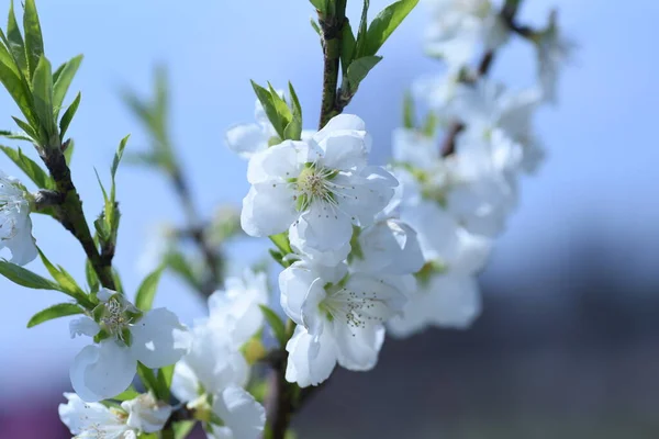 桃の花が咲く バラ科落葉樹 3月中旬から4月中旬にかけて 鮮やかなピンクと白の花が春の庭を飾ります — ストック写真