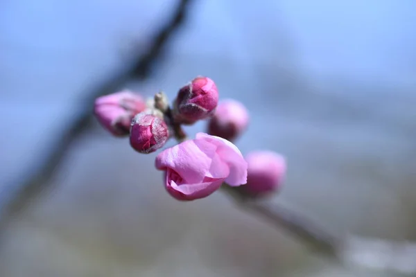 Înflorire Piersici Flori Roseceae Foioase Copaci Mijlocul Lunii Martie Până — Fotografie, imagine de stoc