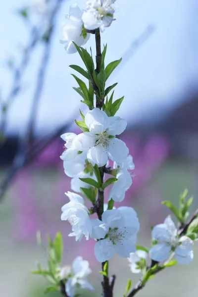 桃の花が咲く バラ科落葉樹 3月中旬から4月中旬にかけて 鮮やかなピンクと白の花が春の庭を飾ります — ストック写真