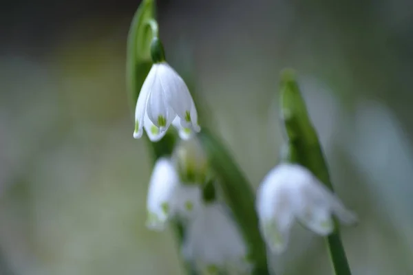 Kwiaty Płatków Śniegu Wieloletnie Rośliny Bulwiaste Amaryllidaceae Marca Maja Białe — Zdjęcie stockowe