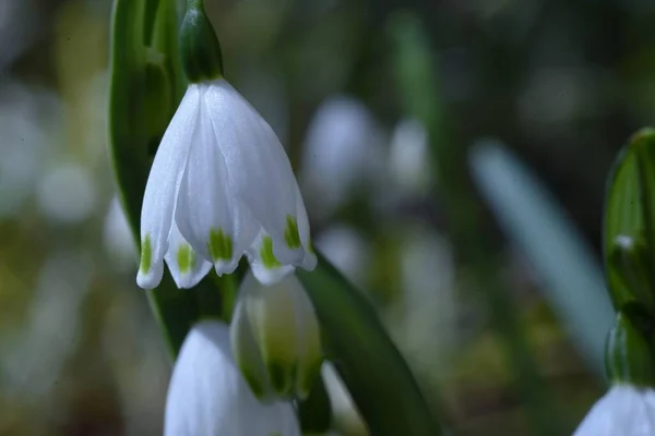 Schneeflockenblumen Amaryllidaceae Mehrjährige Zwiebelpflanzen Von März Bis Mai Blühen Glockenförmige — Stockfoto